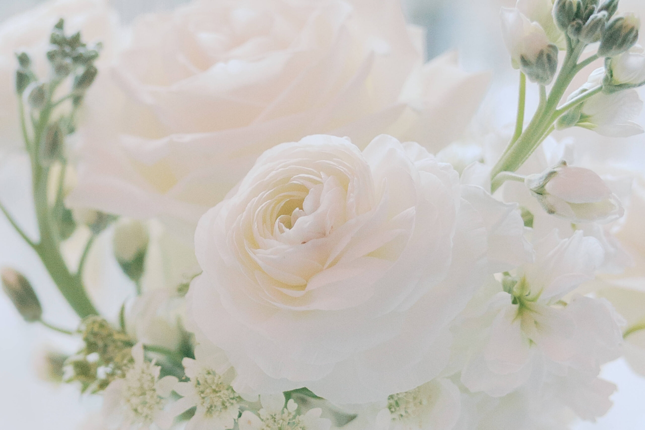 Details of a slightly pink rose in a bouquet